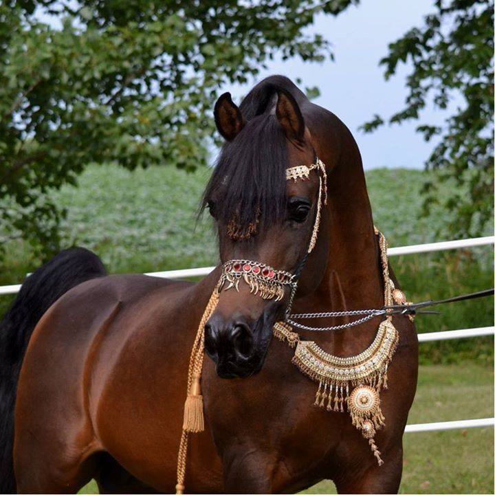 Black Arabian Horses